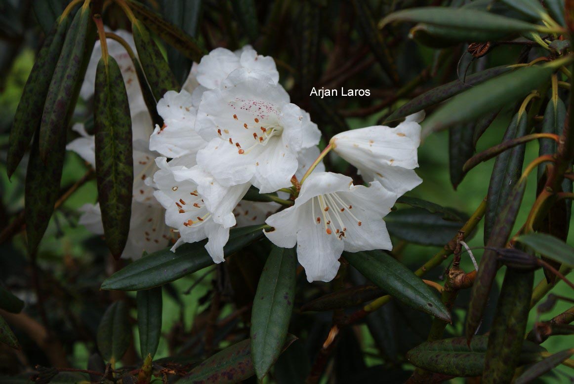 Rhododendron hyperythrum