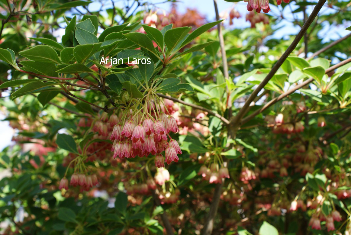 Enkianthus chinensis