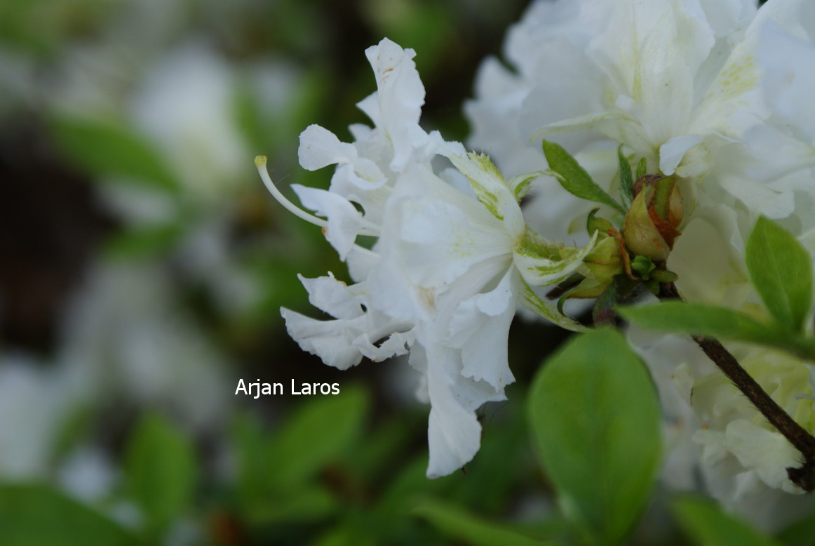 Azalea 'Helen Curtis'