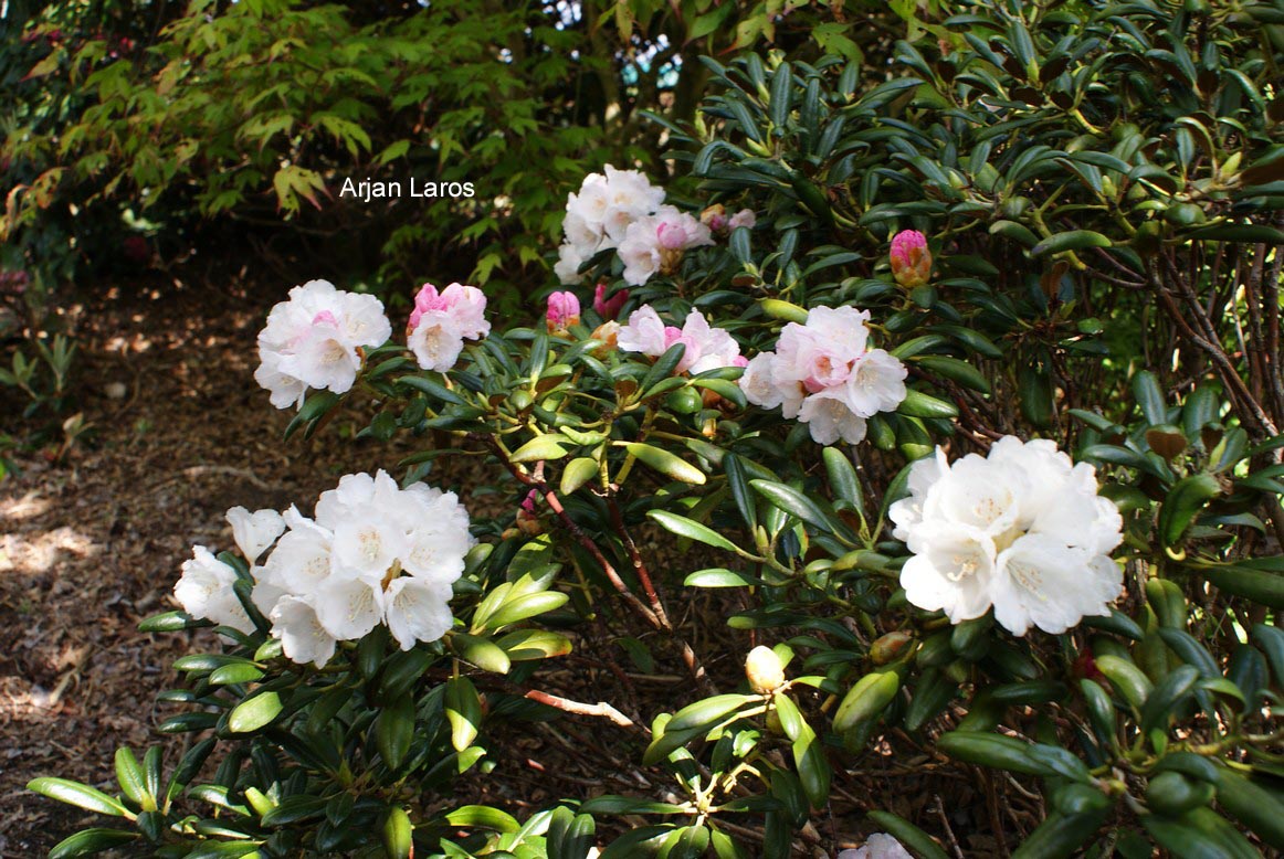 Rhododendron yakushimanum