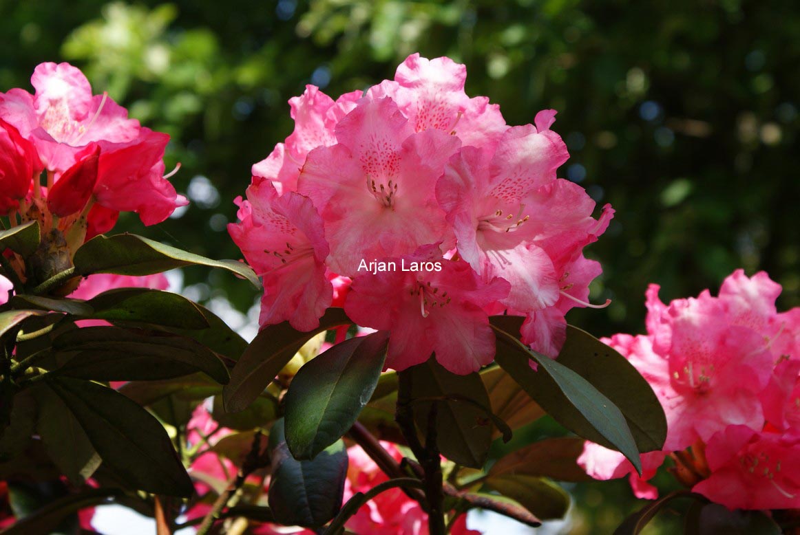 Rhododendron 'Marlis'