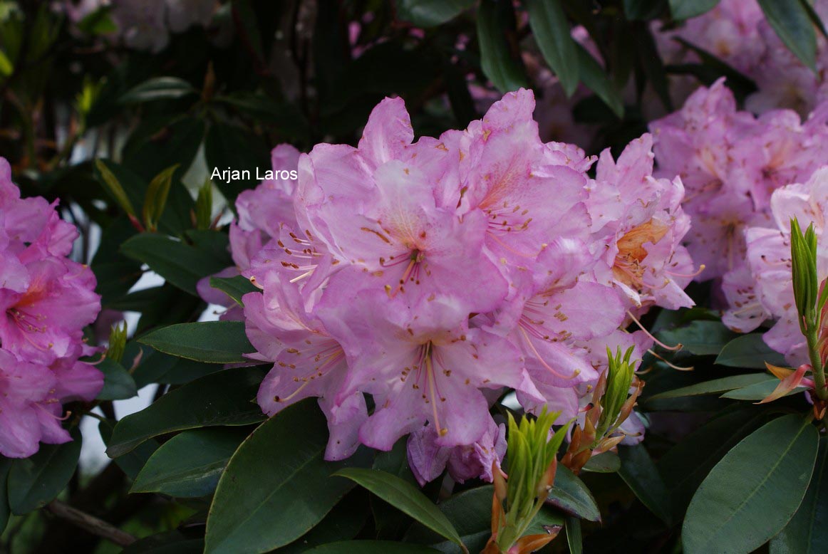 Rhododendron oreodoxa fargesii