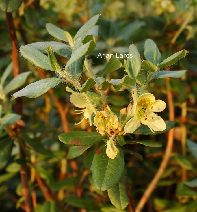 Rhododendron lepidostylum