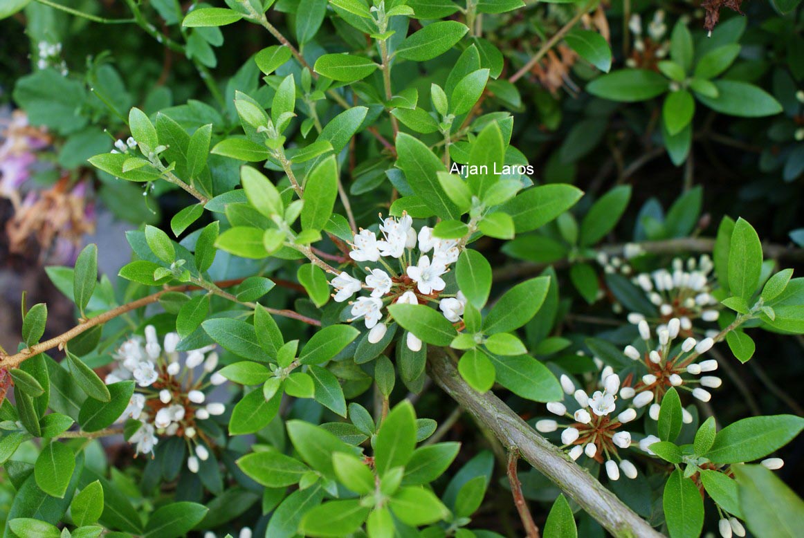 Rhododendron micranthum