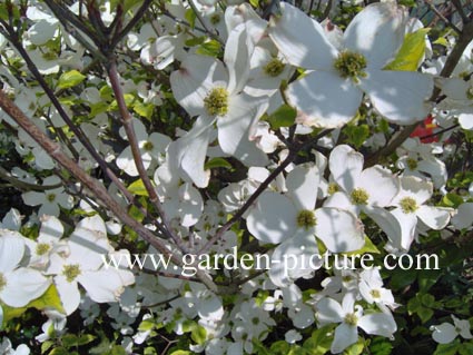 Cornus florida 'Rainbow'