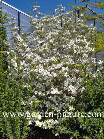 Cornus florida 'Rainbow'