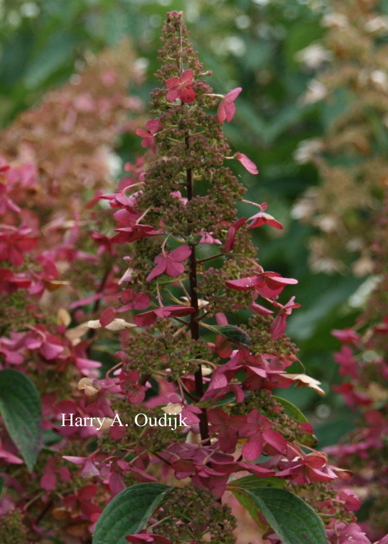 Hydrangea paniculata 'DVPinky' (PINKY WINKY)