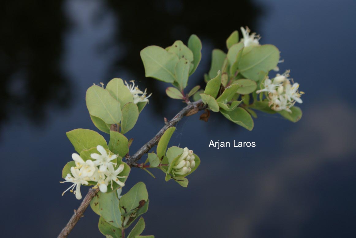 Lonicera albiflora