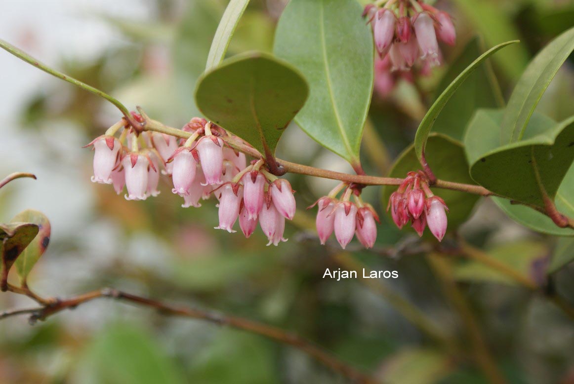 Lyonia lucida