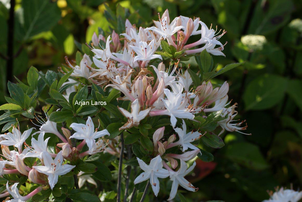 Rhododendron viscosum