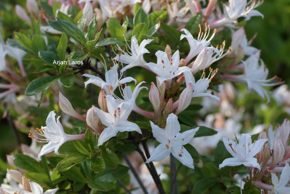 Rhododendron viscosum