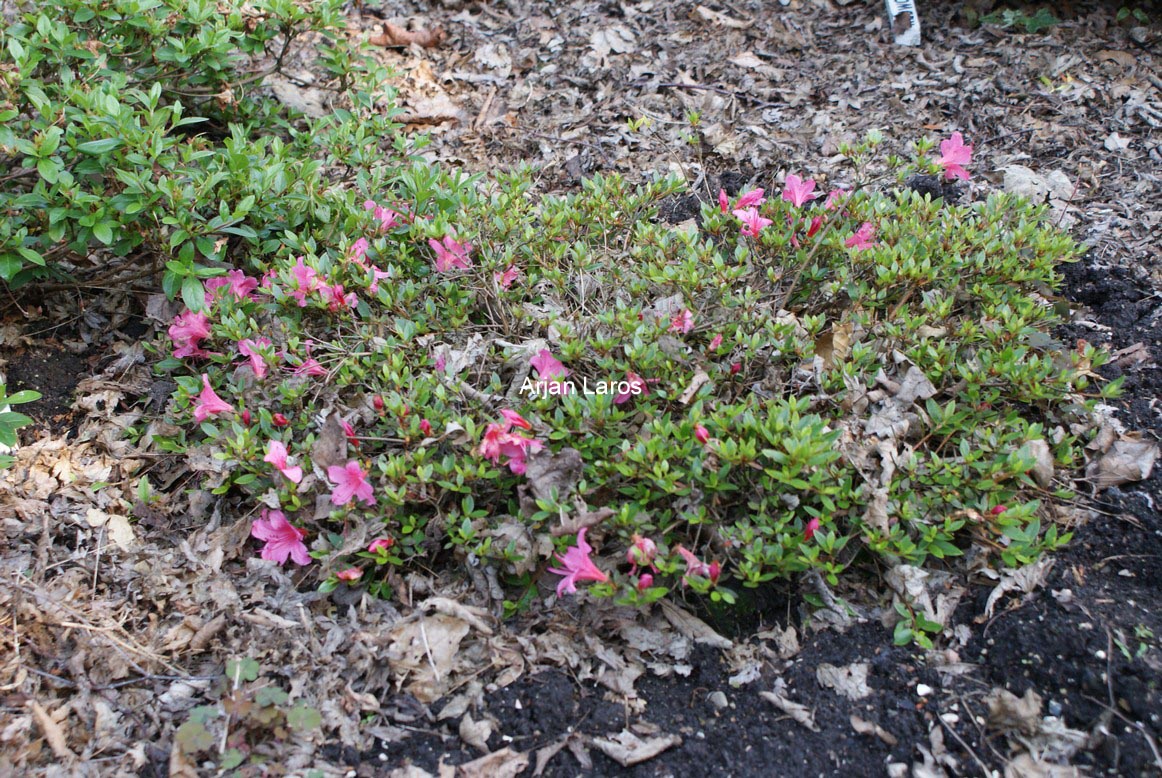 Rhododendron indicum 'Macranthum'