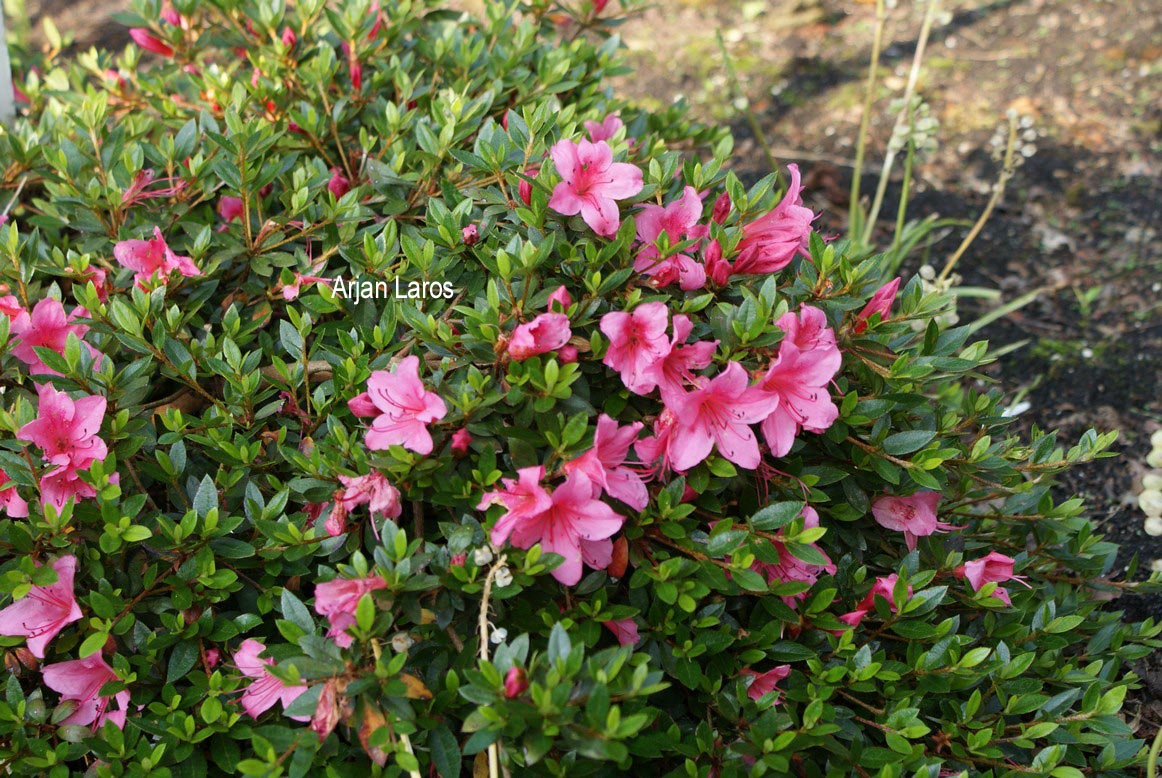 Rhododendron indicum 'Macranthum'