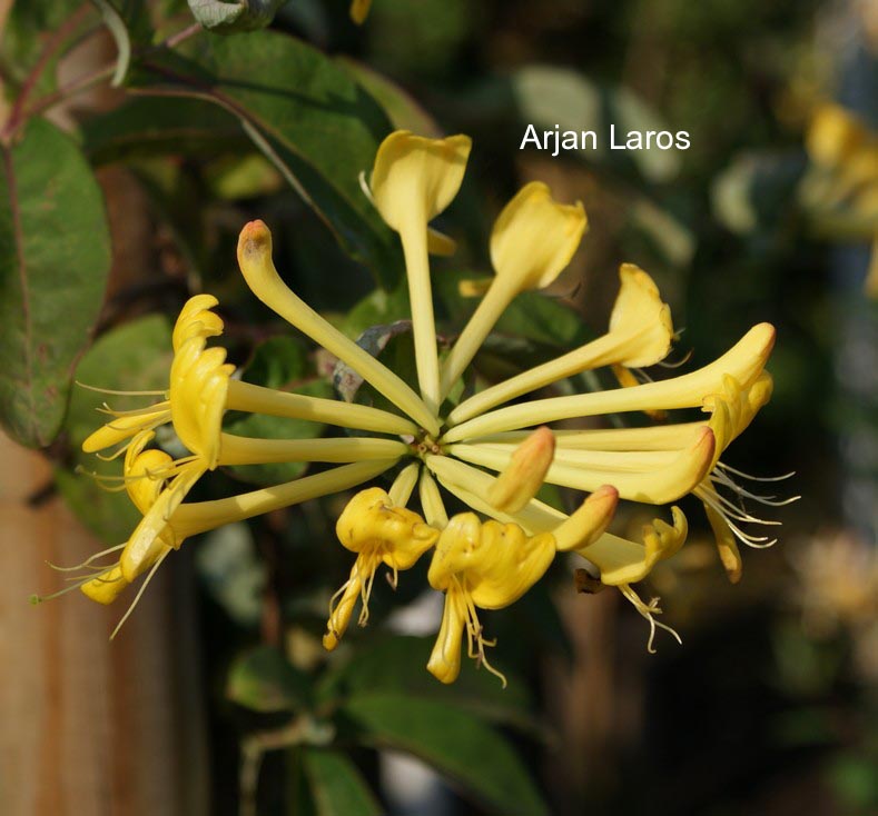 Lonicera tragophylla