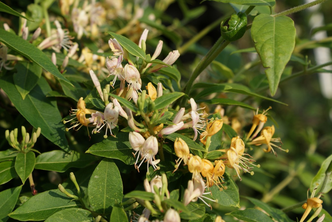 Lonicera periclymenum 'Inov 42' (CAPRILIA EVER)