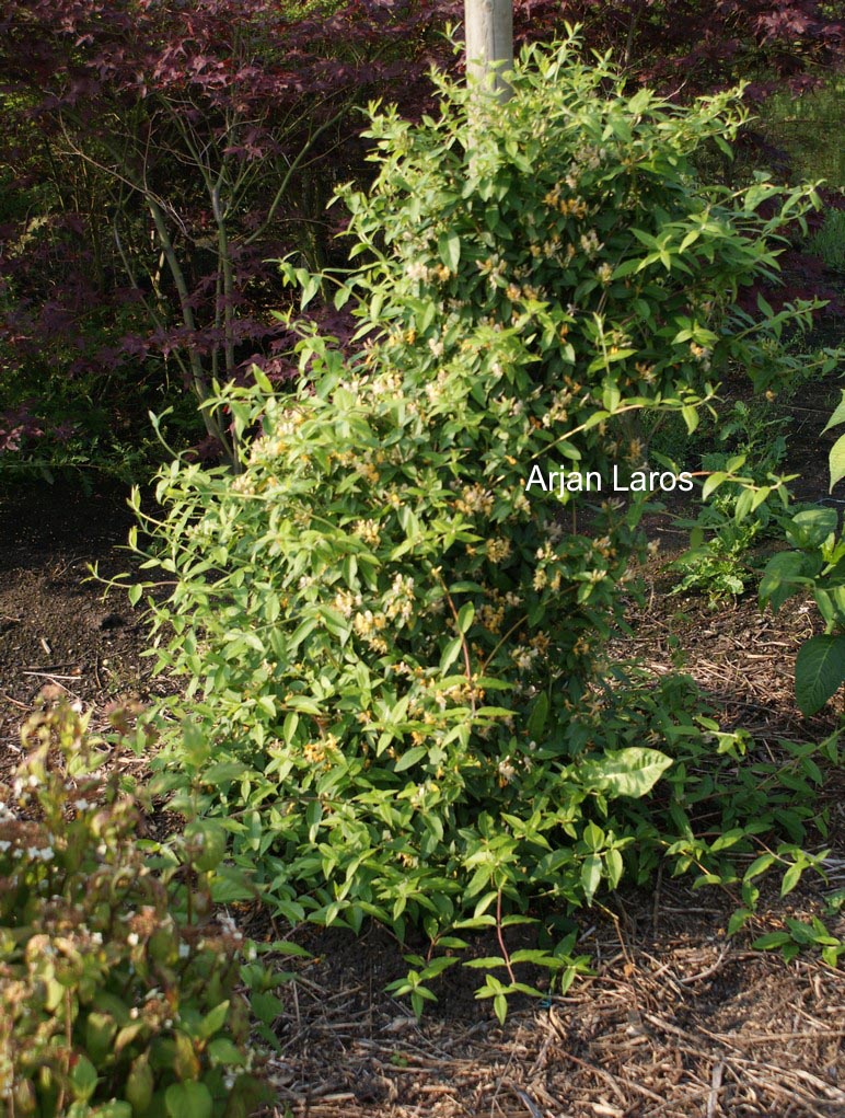 Lonicera periclymenum 'Inov 42' (CAPRILIA EVER)