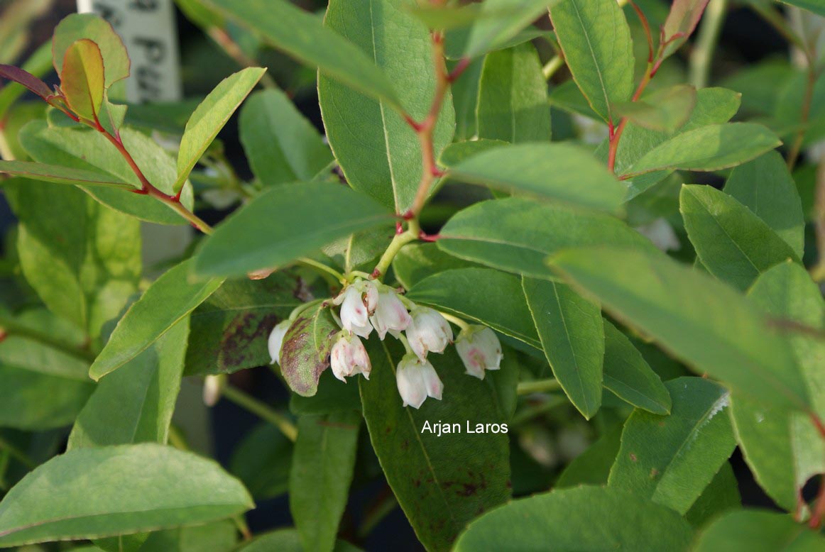 Zenobia pulverulenta 'Raspberry Ripple'