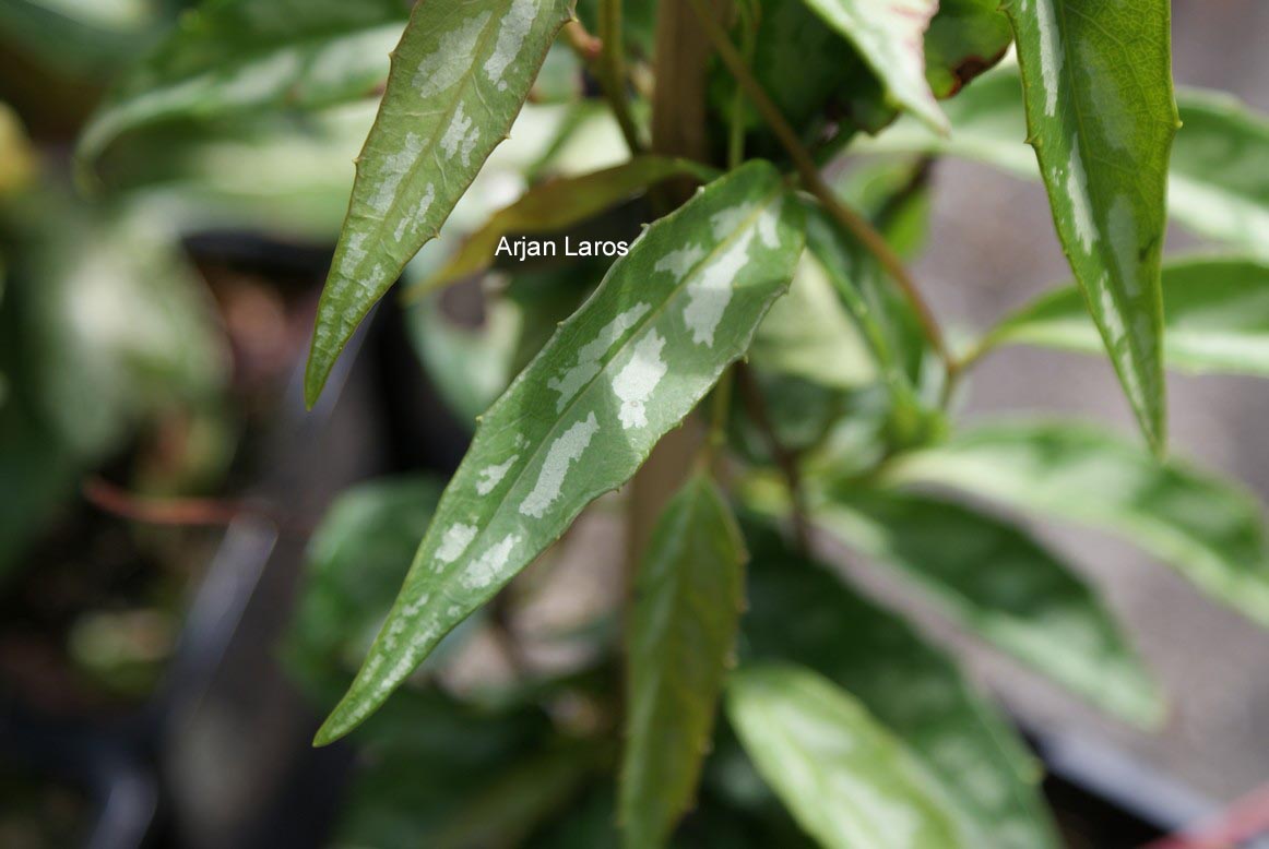 Schisandra propinqua var. sinensis