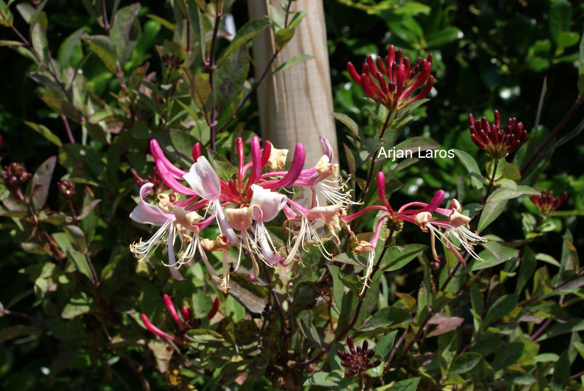 Lonicera periclymenum 'Red Gables'