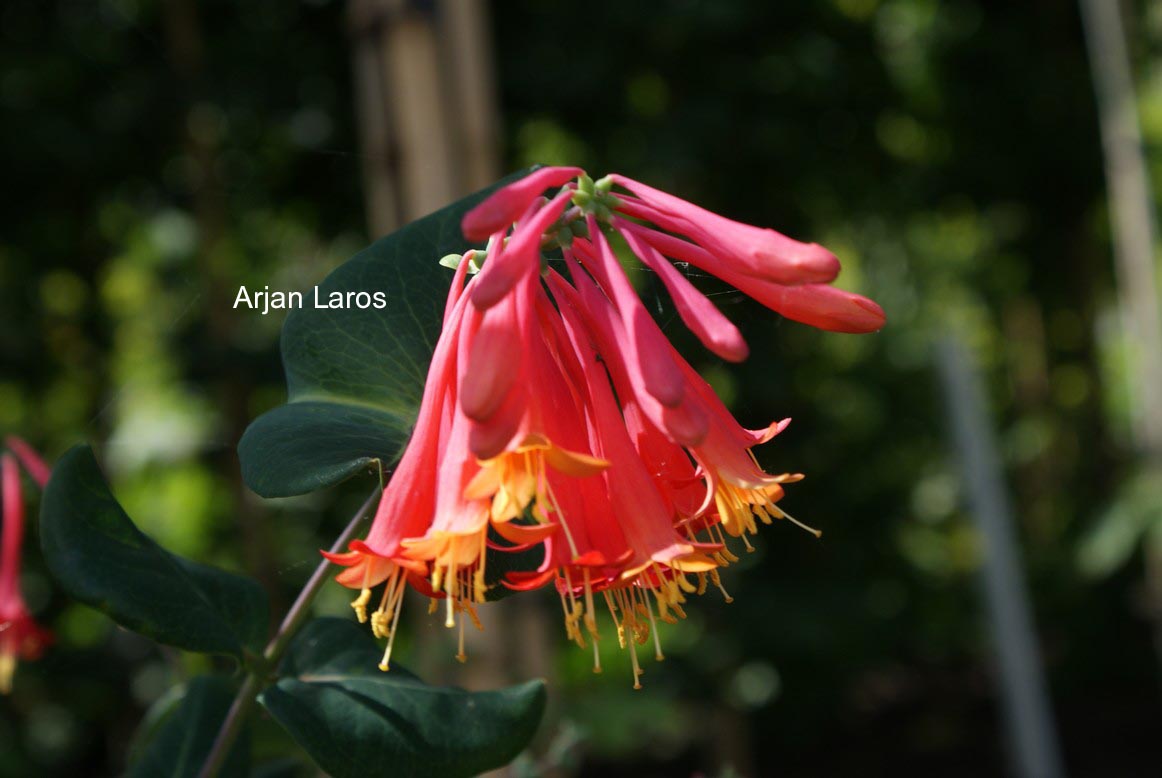 Lonicera sempervirens