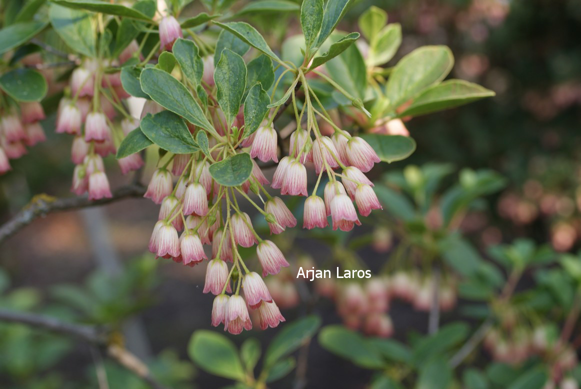 Enkianthus campanulatus sikokianus