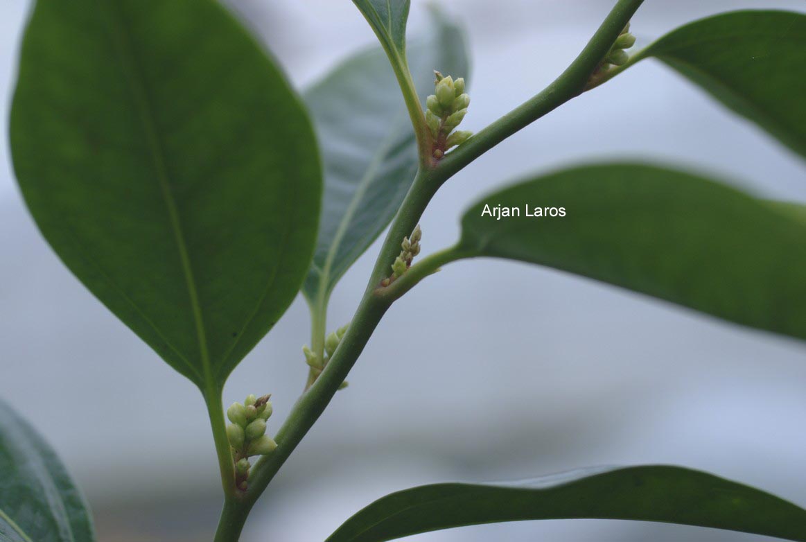 Sarcococca wallichii