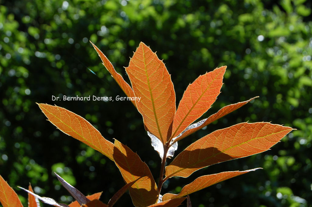 Quercus rhysophylla 'Maya'