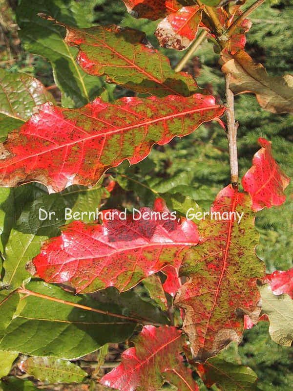 Quercus rhysophylla 'Maya'