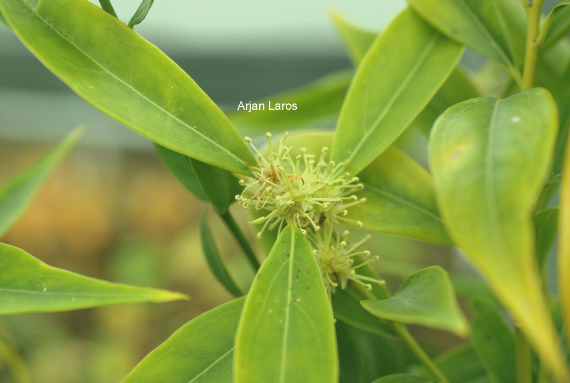 Sarcococca saligna