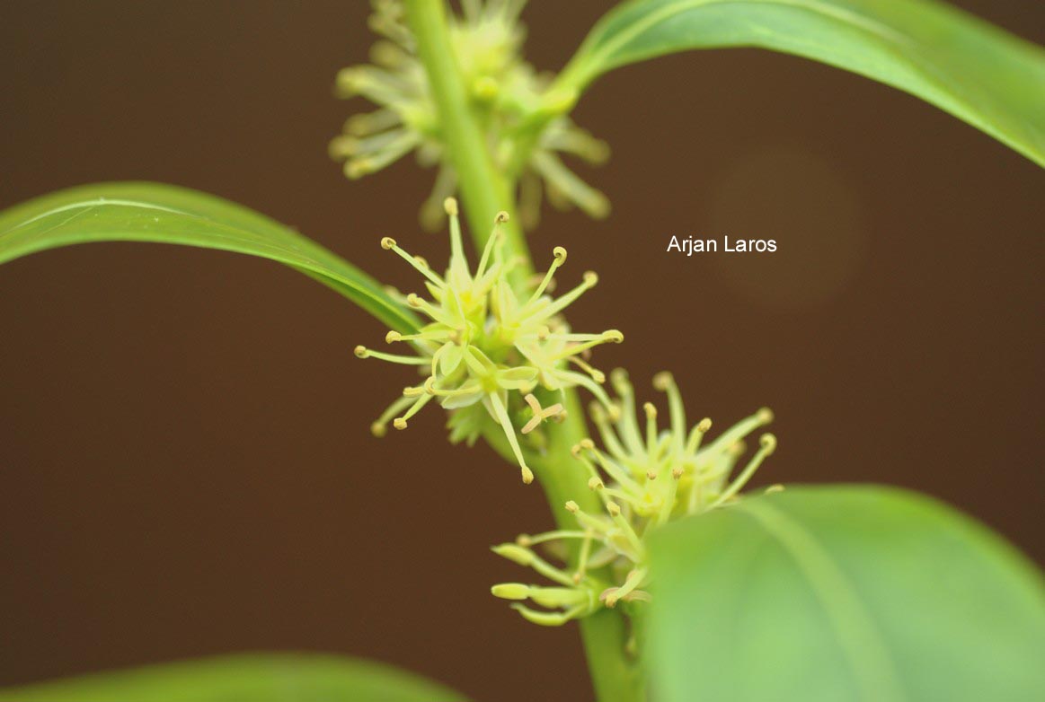 Sarcococca saligna