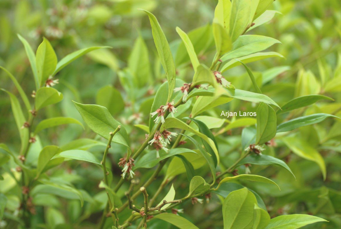 Sarcococca orientalis