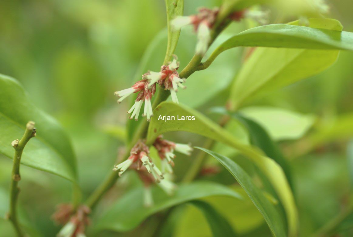 Sarcococca orientalis