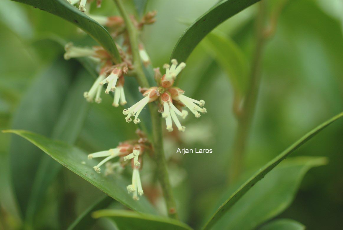 Sarcococca orientalis