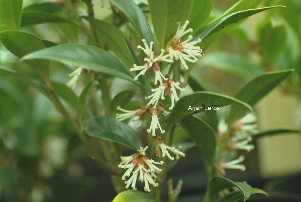 Sarcococca orientalis