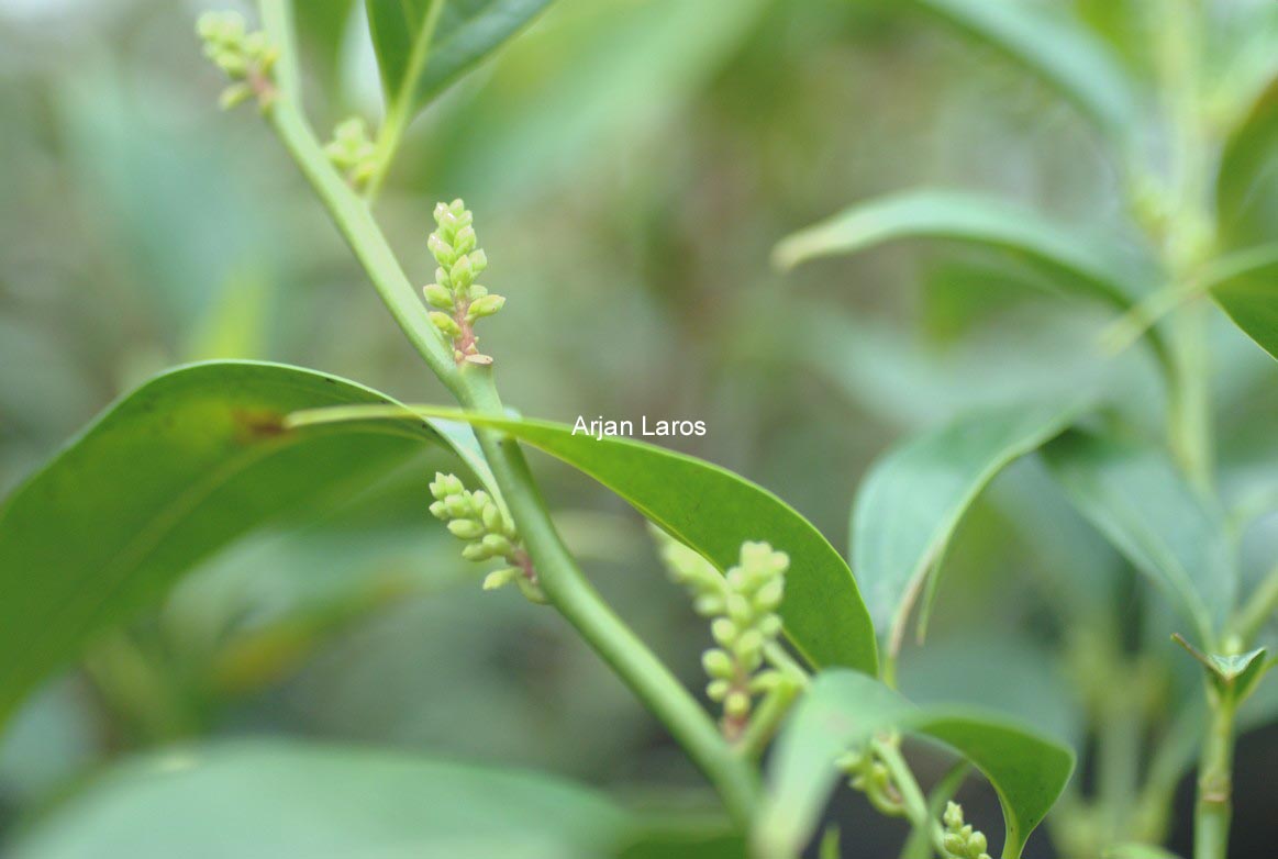 Sarcococca wallichii