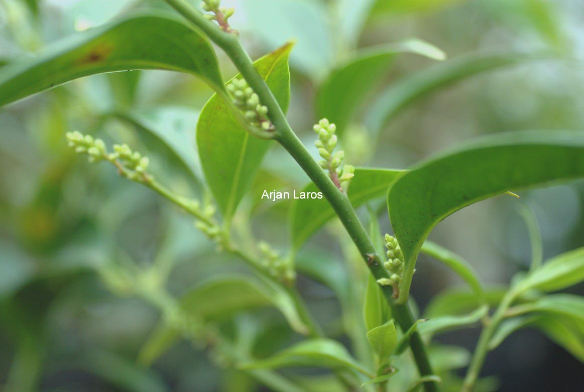 Sarcococca wallichii