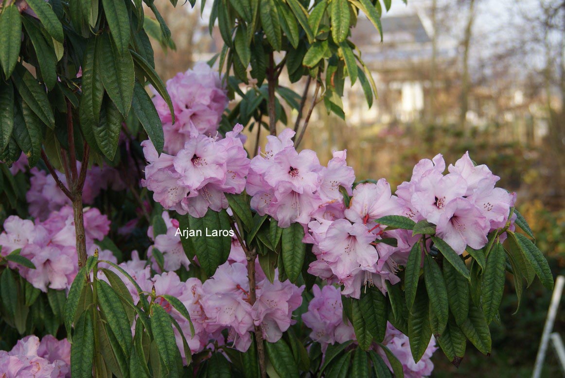 Rhododendron lukiangense