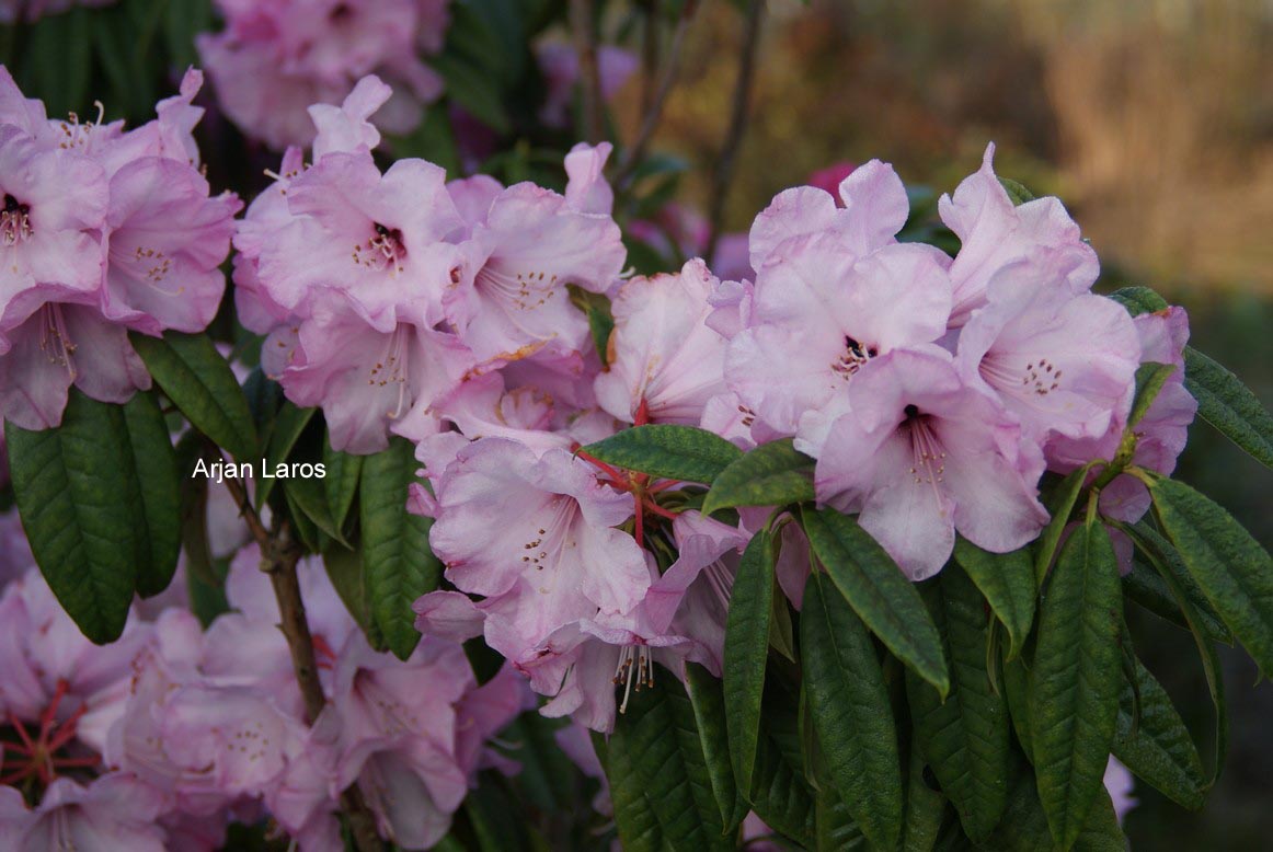 Rhododendron lukiangense