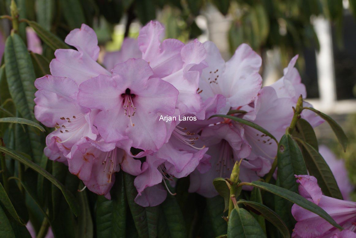 Rhododendron lukiangense