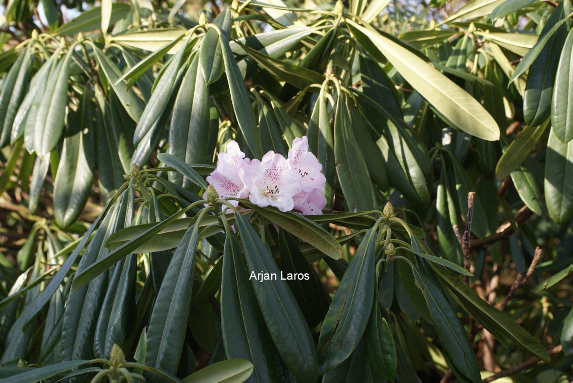 Rhododendron sutchuenense