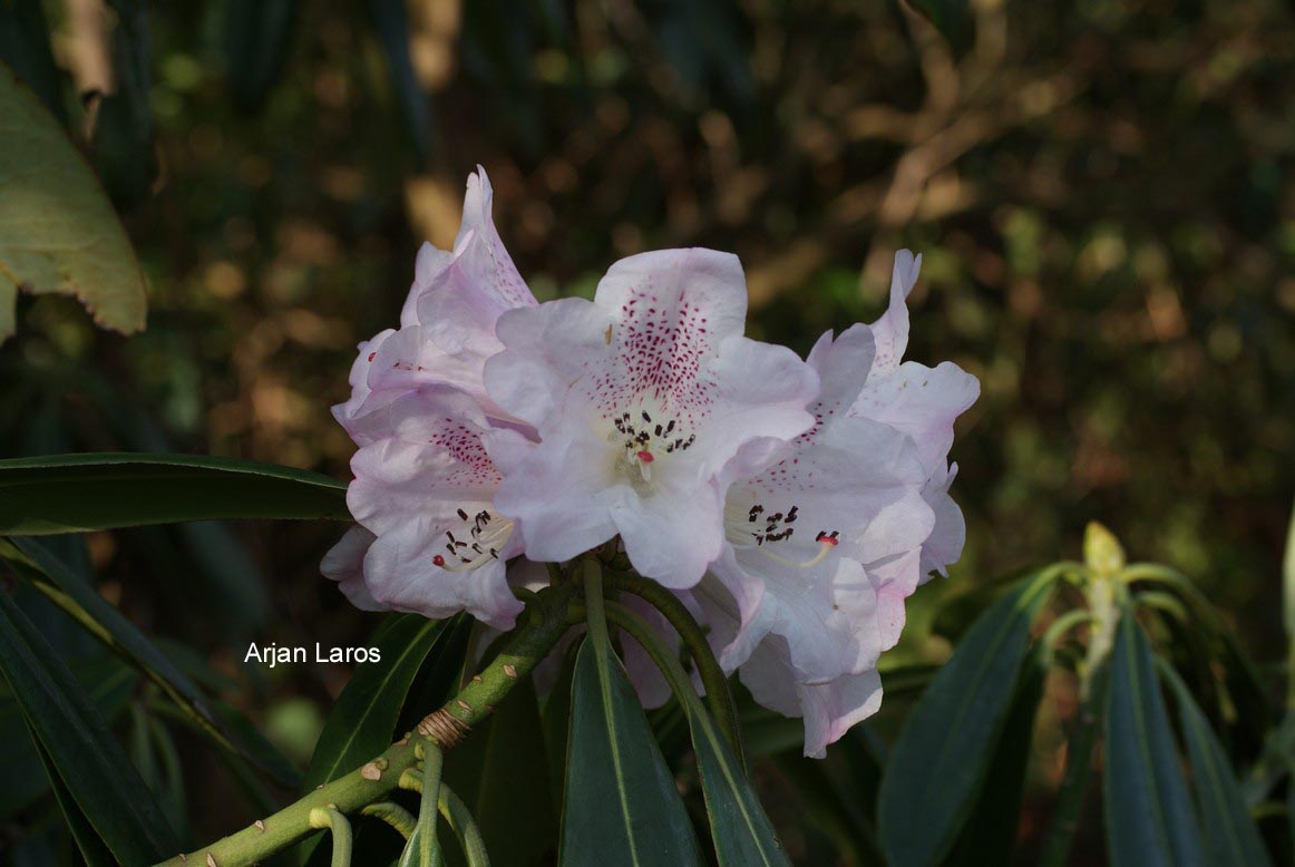 Rhododendron sutchuenense