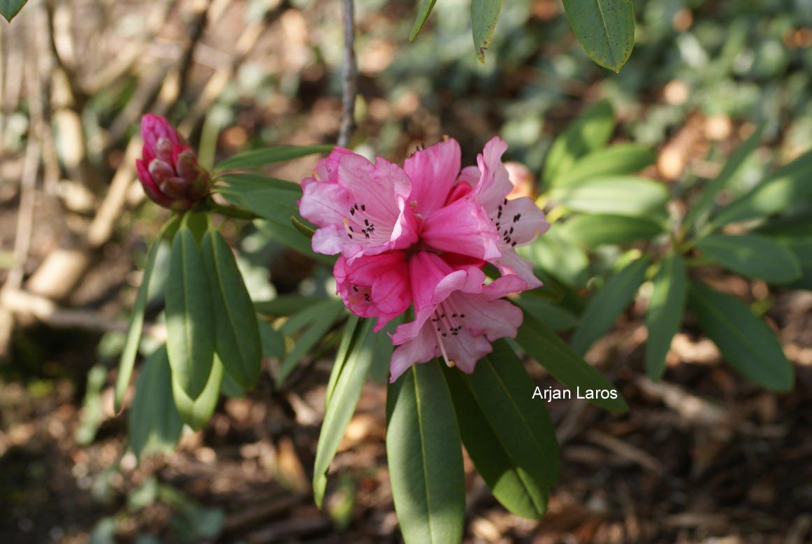Plantentuin Esveld