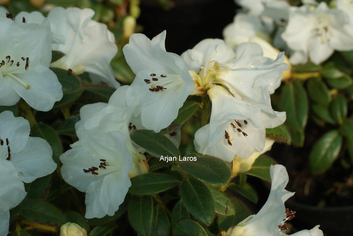 Rhododendron 'Snow Lady'