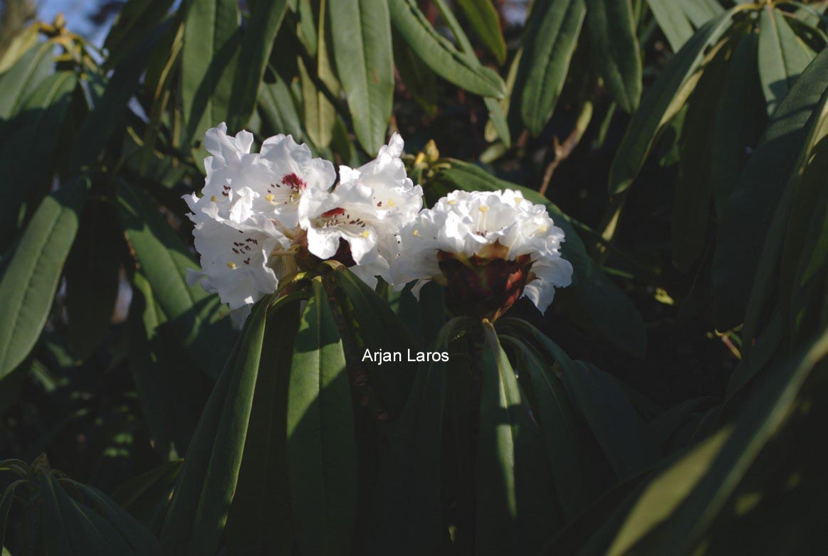 Rhododendron calophytum