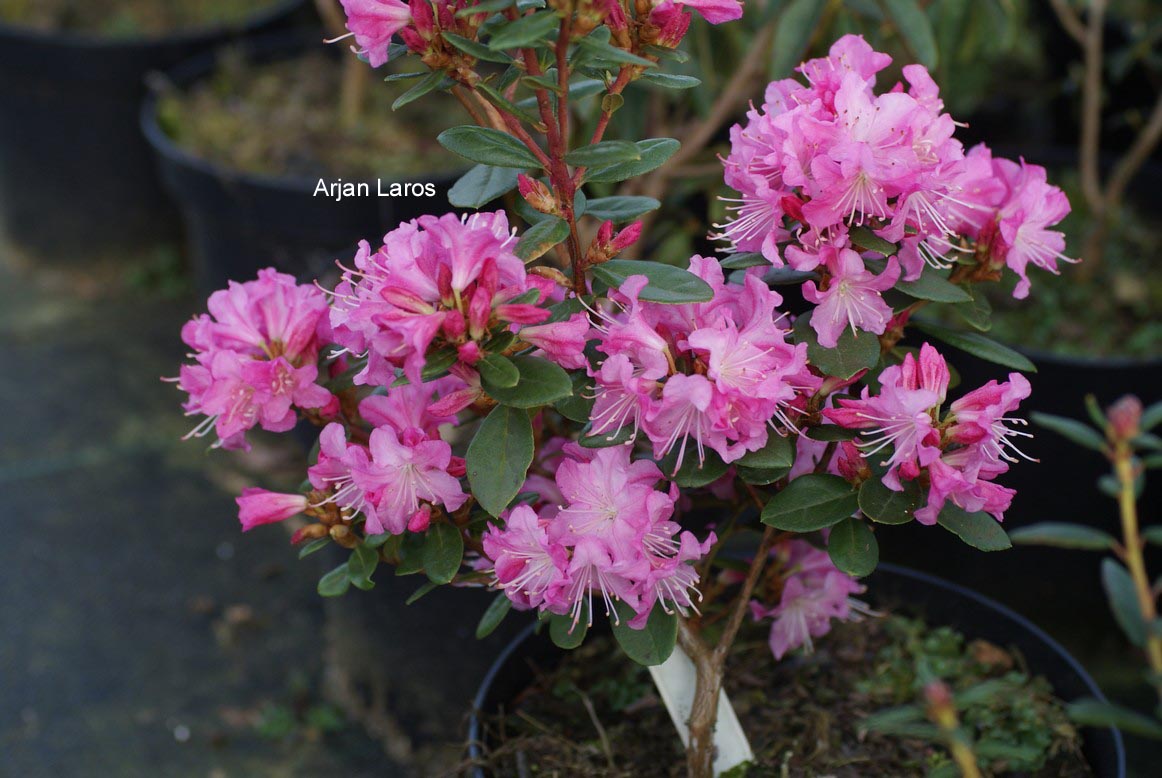 Rhododendron 'Anna Baldsiefen'