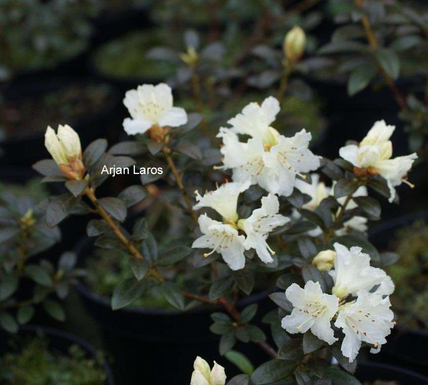 Rhododendron 'Cream Crest'
