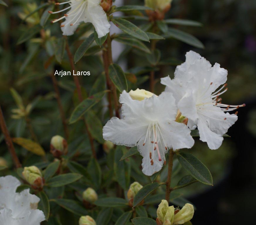 Rhododendron flavidum 'Albiflorum'