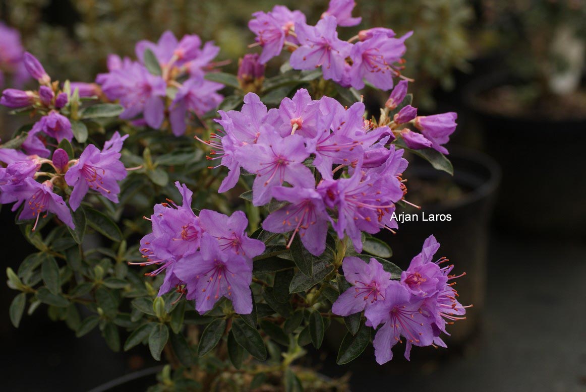 Rhododendron hippophaeoides 'Fimbriatum'