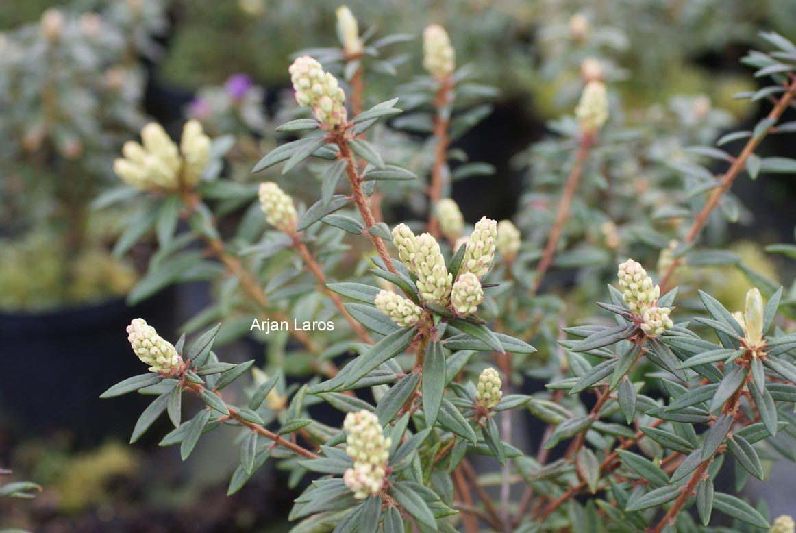 Rhododendron hypoleucum