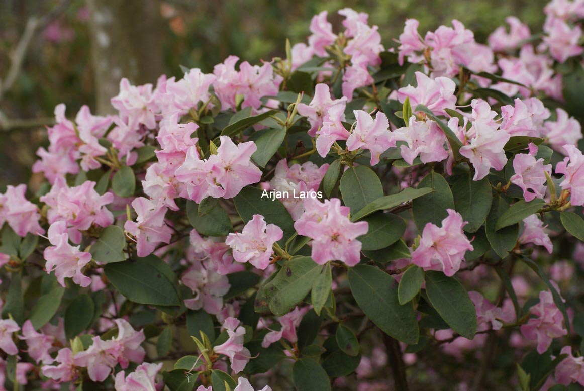 Rhododendron uvariifolium